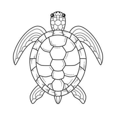 A turtle is drawn in black and white.